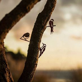 Metalbird zwaluw, specht en roodborstje