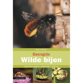 Basisgids Wilde bijen