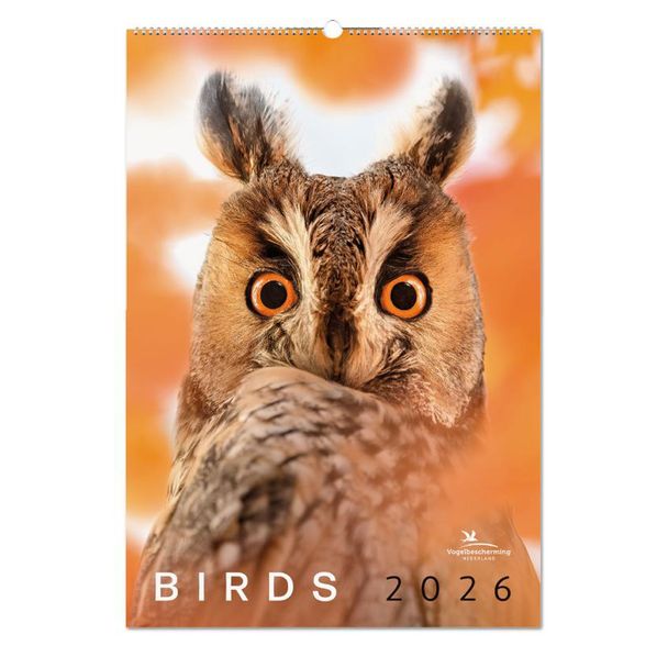 Birds posterkalender 2026