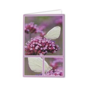 Wenskaart Pieris rapae