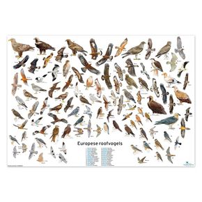 Poster Europese roofvogels