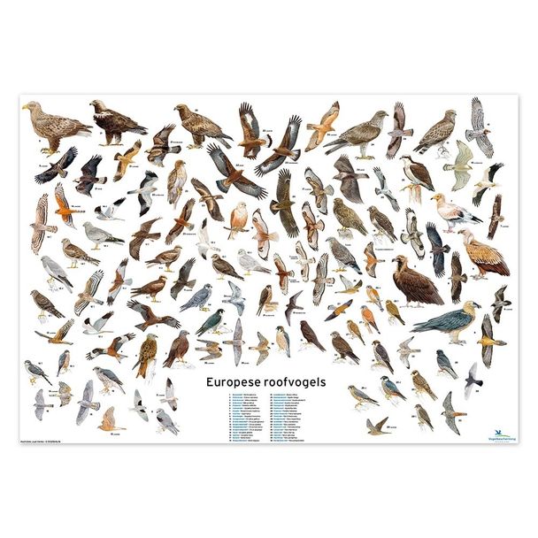 Poster Europese roofvogels