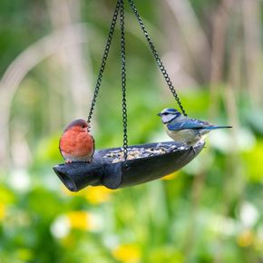 Vogelvoederschep met roodborst