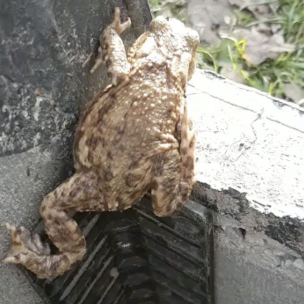 Padden- & kikkertrap