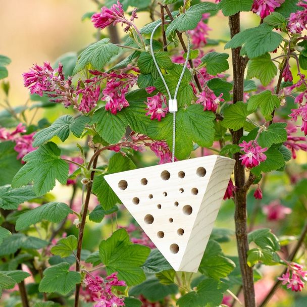 Insectenblok Malpelo