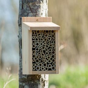 Insectenhuis Santiago