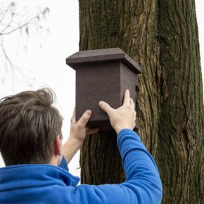 WoodStone nestkast Eikelmuis